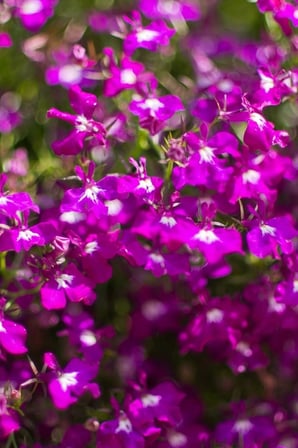 Dashing Look Pembe Lobelia Çiçeği Tohumu / 20 Adet Tohum TH-thmcmthm324