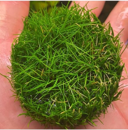Mini Parvula In Vitro Cup Canlı Bitki