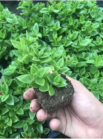 Videolu Pembe Buz Çiçeği Fidesi 40 Adet Saksılı/Tüplü 5-10 Cm Yer Örtücü Bitki (Delosperma)