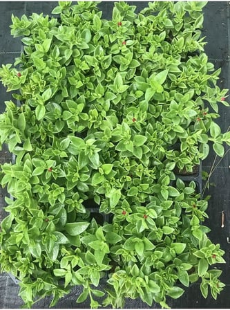 Videolu Pembe Buz Çiçeği Fidesi 40 Adet Saksılı/Tüplü 5-10 Cm Yer Örtücü Bitki (Delosperma)