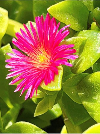 Videolu Pembe Buz Çiçeği Fidesi 40 Adet Saksılı/Tüplü 5-10 Cm Yer Örtücü Bitki (Delosperma)