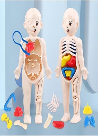 Ayver Insan Vücudu Anatomisi Organ Bulmaca Puzzle Bultak Yapboz Eğitici Ve Öğretici Oyuncak 20 Cm