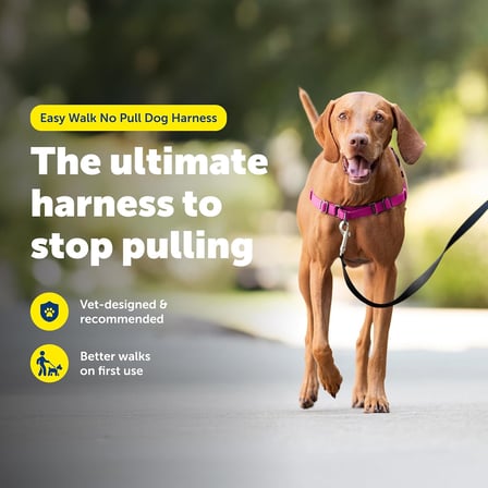 Easy Walk No-Pull Köpek Göğüs Tasması, Çekmeyi Önlemeye Yardımcı, Kontrolü Ele Alın ve Tasmayla Daha İyi Yürümeyi Öğretin, Evcil Hayvanların Yürürken Çekmesini Önlemeye Yardımcı