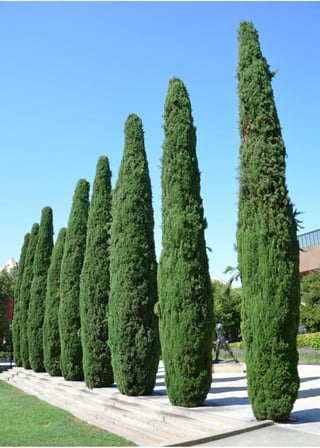 Videolu Kara Selvi Fidanı 1 Adet Dikime Hazır Mezarlık Ağacı 35-65Cm Saksılı (Black Pine Sapling)