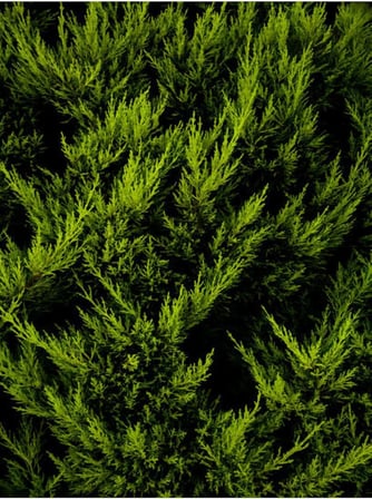 Videolu Kara Selvi Fidanı 1 Adet Dikime Hazır Mezarlık Ağacı 35-65Cm Saksılı (Black Pine Sapling)