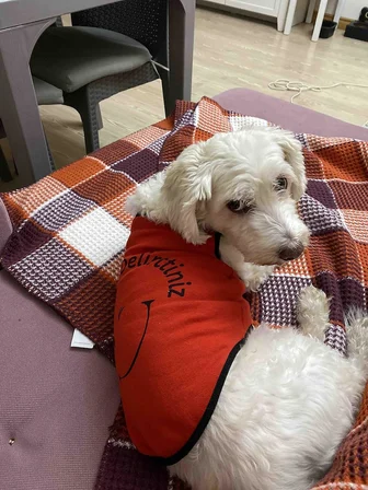 Yeni Sezon Köpek ve Kedi Kıyafeti - Kırmızı Beni Siz Delirttiniz XL Beden