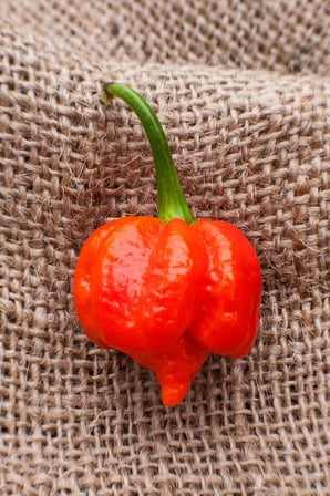 Dünyanın En Acısı Trinidad Scorpion Biber Tohumu / 10 Adet Tohum
