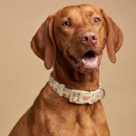 GOBYPET Desenli Köpek Boyun Tasması 25 mm, Ayarlanabilir 39-55 cm, Güçlendirilmiş Emniyet Kilitli Toka, Paslanmaz Metal D Halka, Dayanıklı Kumaş, Günlük Kullanım, Yürüyüş ve Eğitim İçin