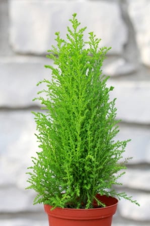 Dashing Look Limon Çamı Ağacı Tohumu / 5 Adet Tohum TH-2022dshnglkthm226