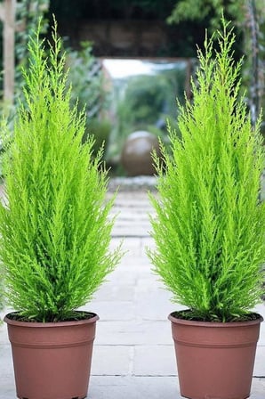 Dashing Look Limon Çamı Ağacı Tohumu / 5 Adet Tohum TH-2022dshnglkthm226