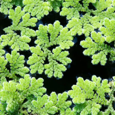 Azolla caroliniana 30 cc Kapta Su Üstü Bitkisi Yavru Saklanması İçin Akvaryum, Havuz Bitkisi