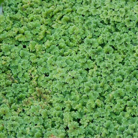 Azolla caroliniana 30 cc Kapta Su Üstü Bitkisi Yavru Saklanması İçin Akvaryum, Havuz Bitkisi