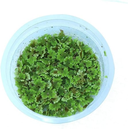 Azolla caroliniana 30 cc Kapta Su Üstü Bitkisi Yavru Saklanması İçin Akvaryum, Havuz Bitkisi