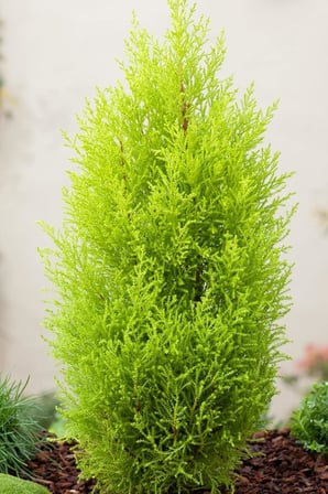 Dashing Look Limon Çamı Ağacı Tohumu / 5 Adet Tohum TH-2022dshnglkthm226