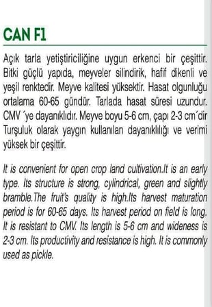 HİBRİT KORNİŞON TOHUMU CAN F1 100 ADET TOHUM