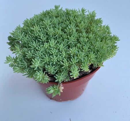 Sedum Tohumu (İ̇Ri Damarlı Yapraklar) Yeşil Renkli - 15 Tohum
