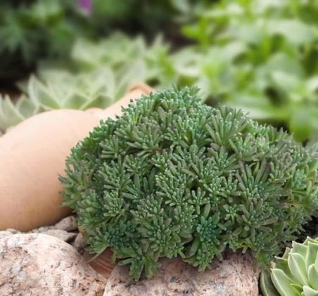 Sedum Tohumu (İ̇Ri Damarlı Yapraklar) Yeşil Renkli - 15 Tohum