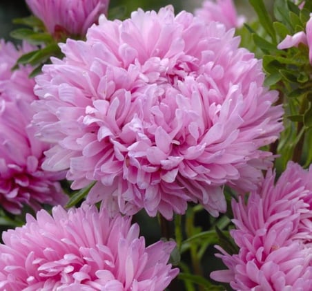 Aster Kasımpatı (Krizantem) Pembe Renkli - 20 Tohum