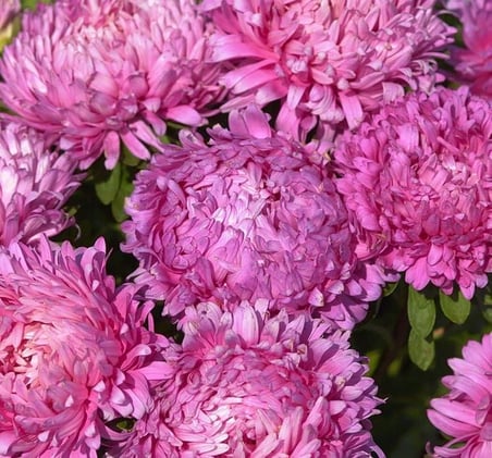 Aster Kasımpatı (Krizantem) Pembe Renkli - 20 Tohum