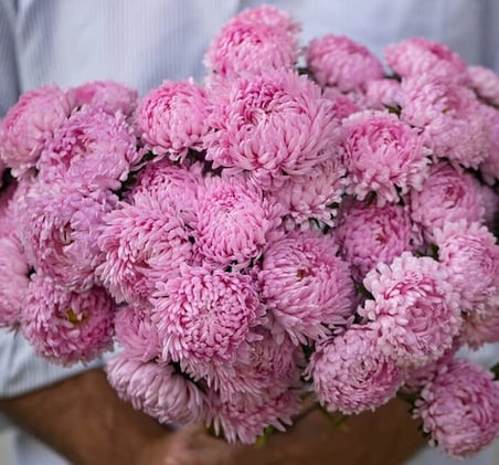 Aster Kasımpatı (Krizantem) Pembe Renkli - 20 Tohum