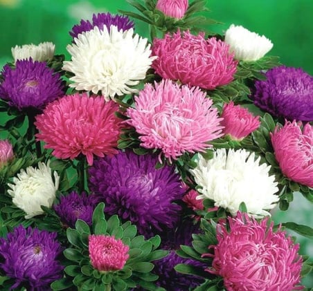 Aster Kasımpatı (Krizantem) Pembe Renkli - 20 Tohum