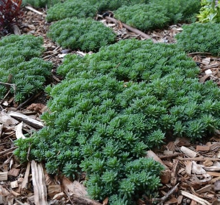 Sedum Tohumu (İri Damarlı Yapraklar) Yeşil Renkli - 15 Tohum