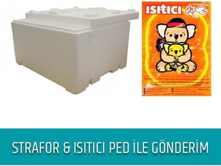 Sarı Siyah Boynuzlu Nerite Salyangoz 5 Adet Strafor + Isıtıcı Pedli Gönderim