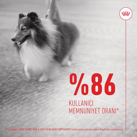 Skin &amp; Coat Yetişkin Köpek Maması 240 G