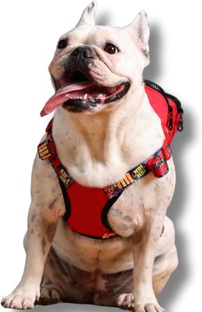 Gimme Five Kırmızı Çantalı Göğüs Tasması,Köpek Sırt Çantası – Göğüs Tasması İşlevli, Geri Dönüştürülmüş Malzeme, Ayarlanabilir, Çok Cepli, 5 Renk Seçenekli, Small Recycled