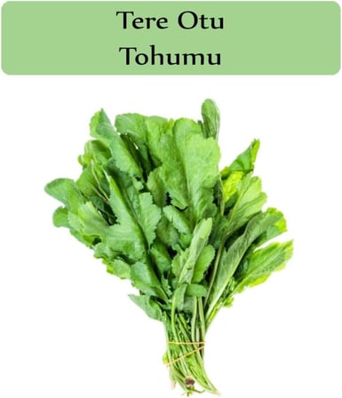 Tere Tohumu 1 Paket (10Gr=5000+ Adet) Tere Otu Tohumu Geniş Yapraklı Tere