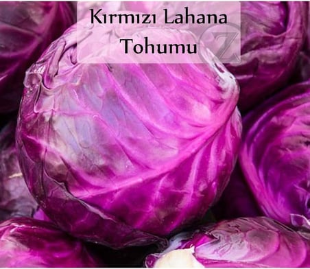 Kırmızı Lahana Tohumu 1 Paket (10Gr=2000+ Adet) Kırmızı Lahana Mohrenkohf Tohumu