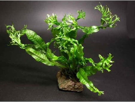 Windelov Java Fern Saksı Canlı Bitki