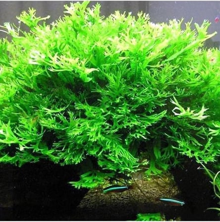 Windelov Java Fern Saksı Canlı Bitki