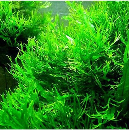 Windelov Java Fern Saksı Canlı Bitki