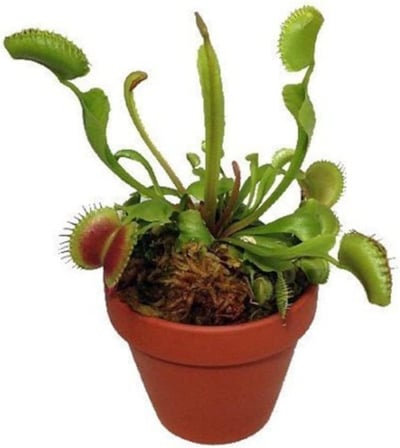 Dashing Look Venus Fly Trap Tohumu 5 Adet Tohum Etçil Bitki Etobur Bitki Sinek Kapan TH-thmcmthm172