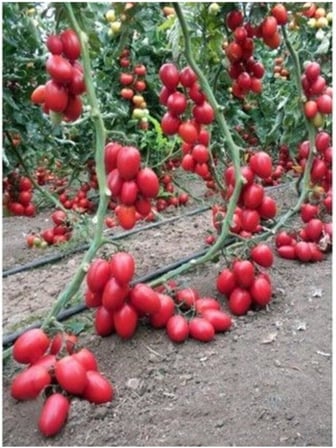 Zeytin Cherry Domates Tohumu Ortalama 25+ Tohum