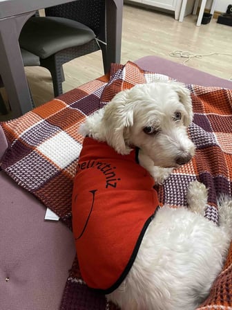 Yeni Sezon Köpek ve Kedi Kıyafeti - Kırmızı Beni Siz Delirttiniz XL Beden