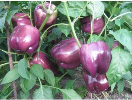 40 Adet Sweet Lilac Bell Dolmalık Biber Tohumu