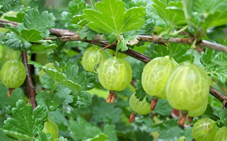 2 Adet Bektaşi Üzümü (Ribes uva-crispa) Fidanı - Lezzetli ve Sağlıklı Meyveler, 1-2 Yaş Arası Tüplü