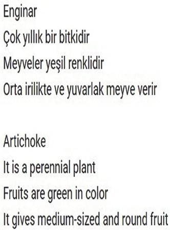 ATA TOHUMU YERLİ ENGİNAR 20 ADET TOHUM