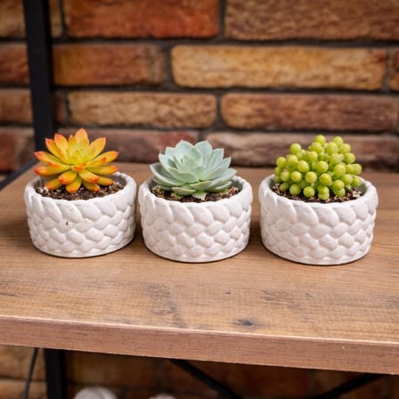 3’lü Mini Saksı Seti 5 cm – El Yapımı Dekoratif Beton Saksı | Küçük Sukulent Saksısı, Masa &amp; Raf Dekoru, Modern Minimal Tasarım (Bitki Dahil Değildir)