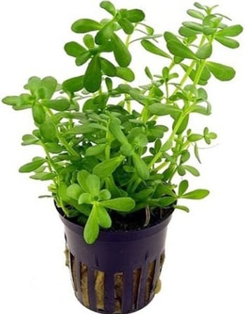 Bacopa Monnieri Saksı- Canlı Bitki