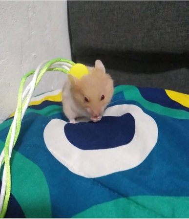 Gonzales Hamster Gezdirme Ve Dolaştırma Tasması Patentli Tasarım