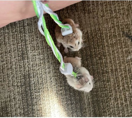 Gonzales Hamster Gezdirme Ve Dolaştırma Tasması Patentli Tasarım