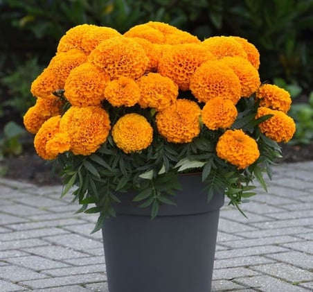 Kadife Çiçeği (Marigold Büyük Çiçek) Turuncu Renkli - 10 Tohum