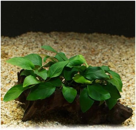 Anubias Barteri Var 5-6 Yapraklı Kök Canlı Bitki