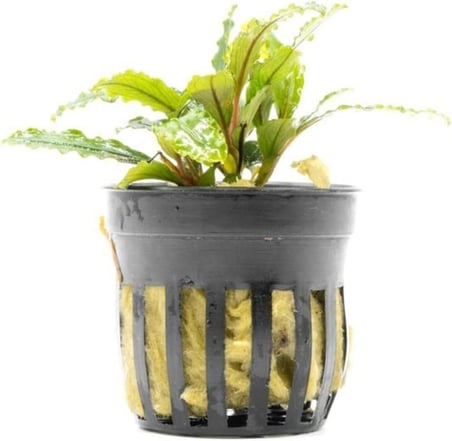 Bucephalandra Velvet Saksı Canlı Bitki