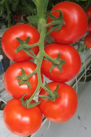 Beşdeli Salkım Domatesi Tohumu / 20+ Adet Tohum