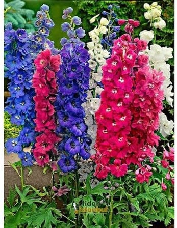 Hazeran Çiçek Tohumu- DELPHINIUM MIX (~ Takribi 30 Tohum)