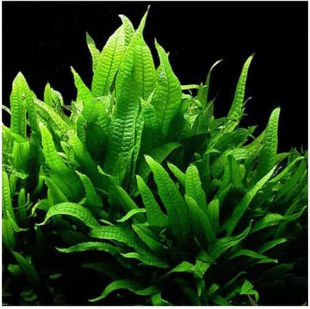 Microsorium Pteropus Sp S Saksı Canlı Bitki